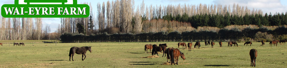 Canterbury Stud Farm - Wai-Eyre Farm